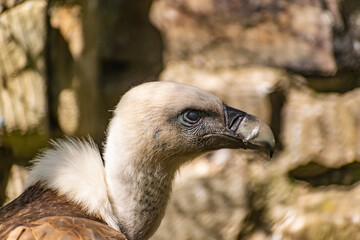 White-headed vulture. A large adult from the order Falconiformes and the family of hawks. Interesting animal feeds on carrion and raw meat, close-up