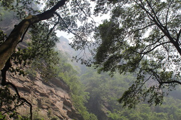 trees in the mountains