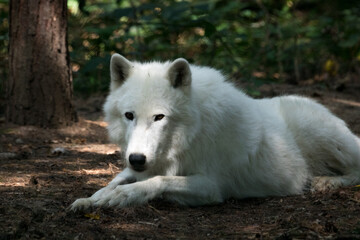 Obraz na płótnie Canvas white wolf in the woods