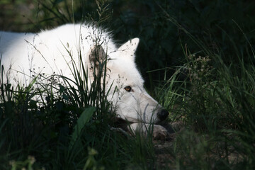 arctic wolf canis lupus