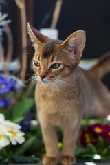 Abessinier in Blumen