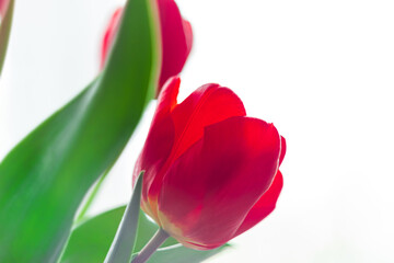 Close up blooming bouquet of amazing red tulips selective focus with natural daylight. Bright high...
