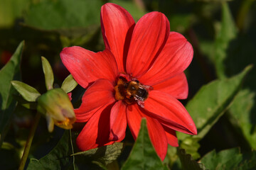 Dahlia flower in the evening light