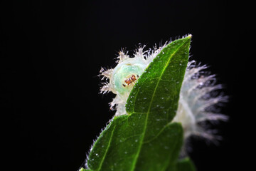 caterpillars in natural state