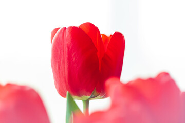 Close up blooming bouquet of amazing red tulips selective focus with natural daylight. Bright high key flowers banner, seasonal greeting card in minimalism style.