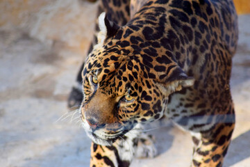  A beautiful animal leopard
