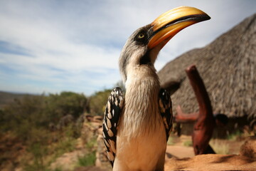 Hornbill Ol Malo