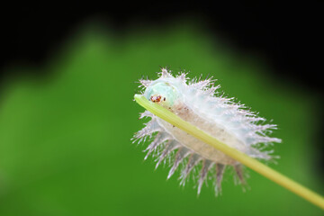 caterpillars in natural state