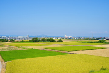 夏　田園風景　遠方に瀬戸内海(香川県観音寺市)