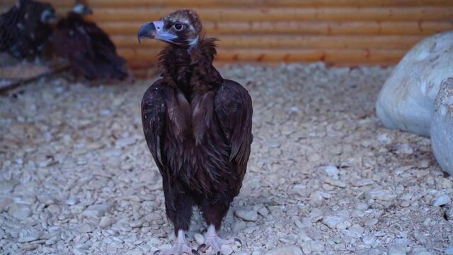The vulture is on the ground
