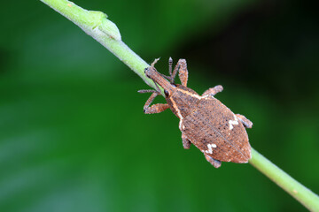 weevils inhabit nature
