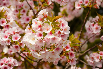 Fototapeta na wymiar White Sakura with red stamen blossom in April
