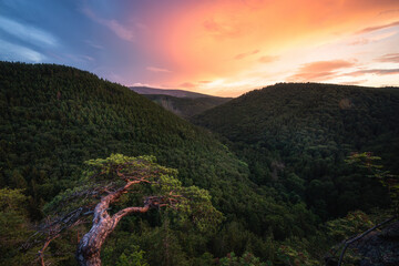 Romantischer Sonnenuntergang am ilsestein im Harz. Kleine Fichte im Vordergrund 
