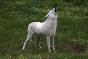 white wolf in the grass