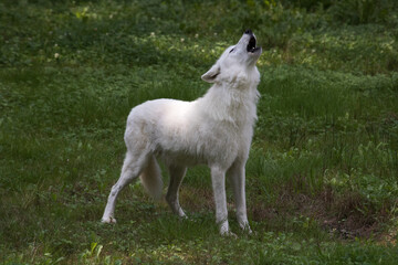 Obraz premium white wolf in the grass