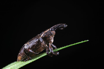 weevils inhabit nature
