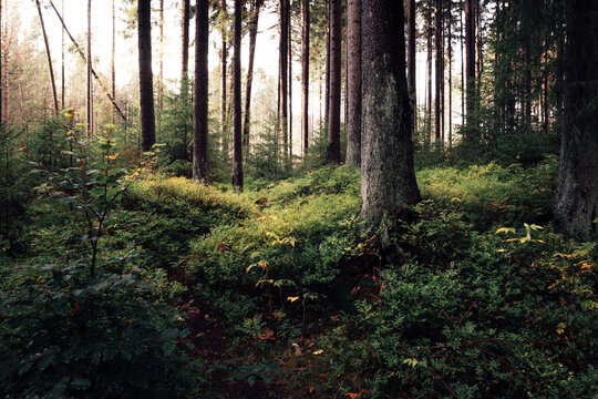 Natürlicher Wald im im Nationalpark Harz 