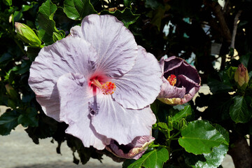 Hibiskusblüte © fra