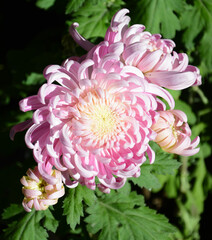 Light purple chrysanthemum blossom under the Autumn Sun