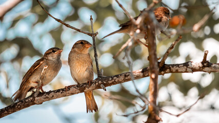 Birds
