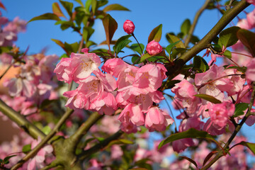 Pink crabapple flower blossoms under the blue sky