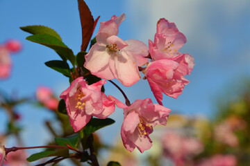 pink crabapple flower blossoms with new leaf
