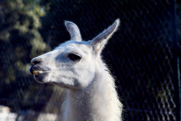 Elegant animal llama