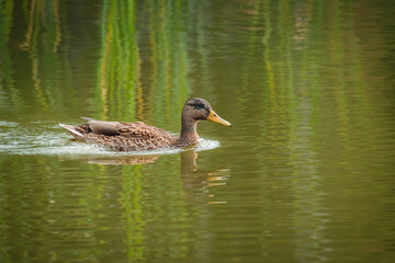 Fototapeta premium Duck swimming in the blue lake