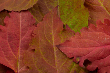 Autumn fall season colorful leafs
