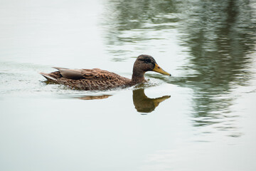 Duck swimming in the blue lake