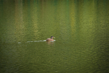 Duck swimming in the blue lake