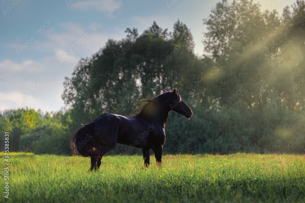 Canvas Prints Black Friesian horse runs  in summer time