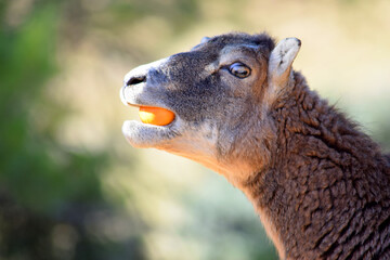 funny sheep with orange in mouth