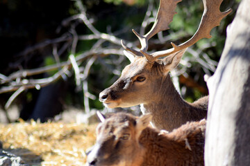 Elegant animal deer with beautiful luxurious antlers