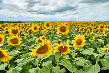 Fototapeta premium Field with bright yellow sunflowers.