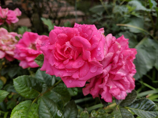 Red roses blossoms with morning rain drops on petals