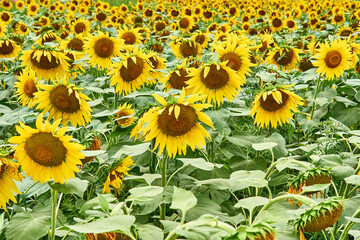 Fototapeta premium Field with bright yellow sunflowers.