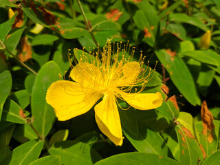 yellow Hypericum androsaemum blossoms with long stamens