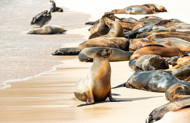 A colony of Galapagos sea lions (Zalophus wollebaeki) and a brown pelican (Pelecanus occidentalis) on the beach of Santa Fe island, Galapagos national park, Ecuador.