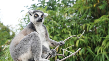 A cute lemur posing