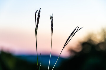 Morning sunrise with plants in foreground