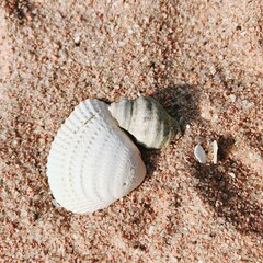 seashell on the beach