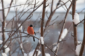 The bullfinch, common bullfinch or Eurasian bullfinch (Pyrrhula pyrrhula) sitting on the branch with green background.