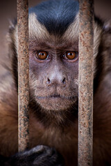 Imprisoned Monkey