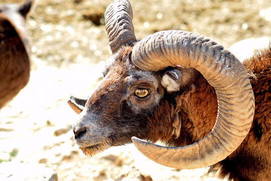 Ram with huge horns
