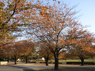 Naklejka premium Autumn in Tokyo