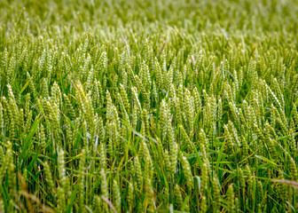sunny landscape with cereal field, cereal spike texture, summer