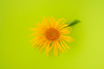 Yellow sunflower on a green background. Copy space. Summer concept.