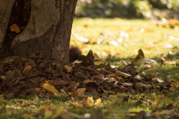 Eichhörnchen