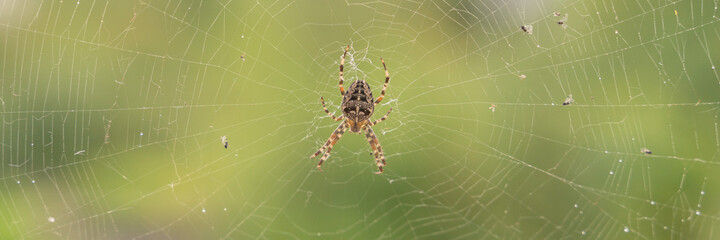 a large spider sits in a web